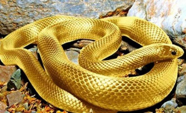 Khám phá ngay ý nghĩa mơ thấy rắn vàng cắn tay là gì? Khám phá ngay ý nghĩa mơ thấy rắn vàng cắn tay là gì?Khám phá ngay ý nghĩa mơ thấy rắn vàng cắn tay là gì?