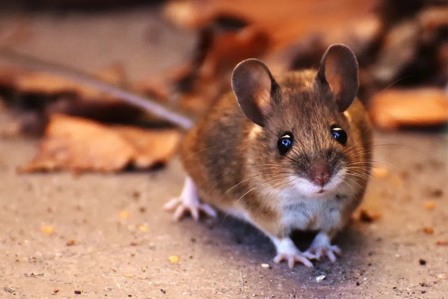 Giải mã điềm báo theo hành vi của chuột Giải mã điềm báo theo hành vi của chuột