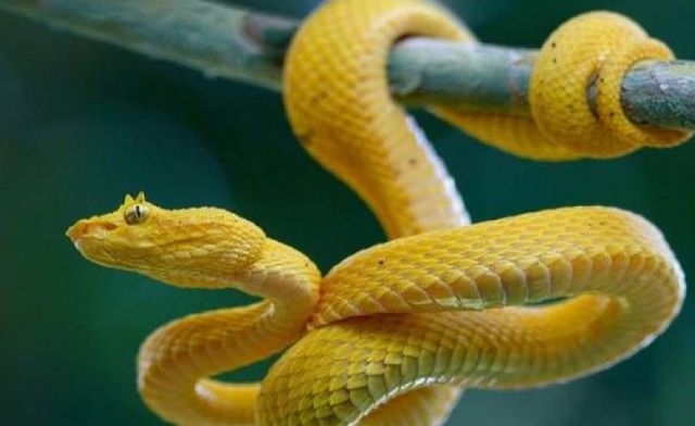 Mỗi bối cảnh thấy rắn vàng cắn tay trong mơ đều mang thông điệp riêng Mỗi bối cảnh thấy rắn vàng cắn tay trong mơ đều mang thông điệp riêng