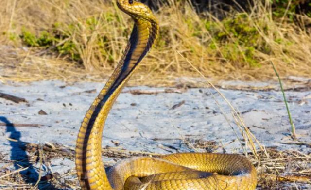 Mộng thấy rắn vàng cắn vào tay nên đánh con số may mắn nào? Mộng thấy rắn vàng cắn vào tay nên đánh con số may mắn nào?