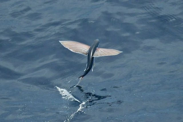 Hình ảnh cá bay trên mặt nước đáng cảnh báo trước những nỗ lực lãng phí hoặc kế hoạch bị hủy bỏ. Hình ảnh cá bay trên mặt nước đáng cảnh báo trước những nỗ lực lãng phí hoặc kế hoạch bị hủy bỏ.