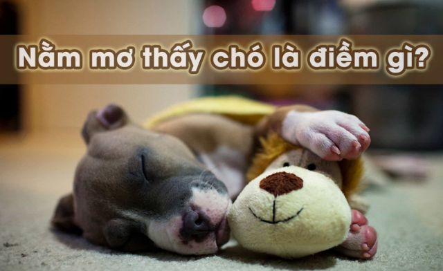 Khám phá ngay mơ thấy chó đánh con gì?