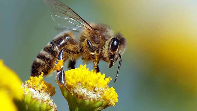 Mơ thấy ong có ý nghĩa gì? Giải mã tâm linh và vận may tương lai 