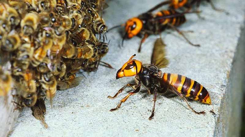 Mơ thấy ong có ý nghĩa gì? Giải mã tâm linh và vận may tương lai 