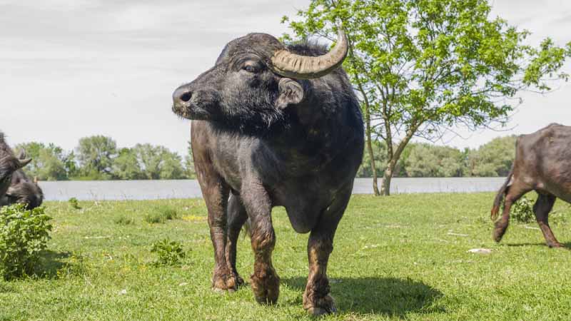 Mơ thấy trâu báo hiệu điều gì? Tốt hay xấu, nên lo không? 