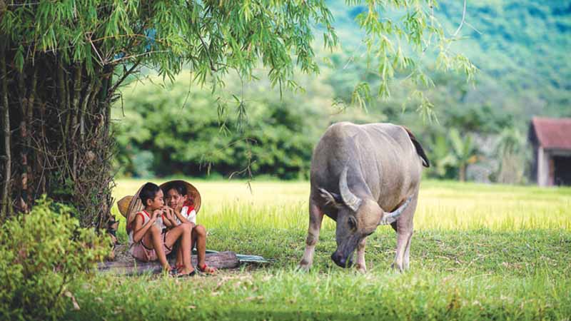 Mơ thấy trâu báo hiệu điều gì? Tốt hay xấu, nên lo không? 