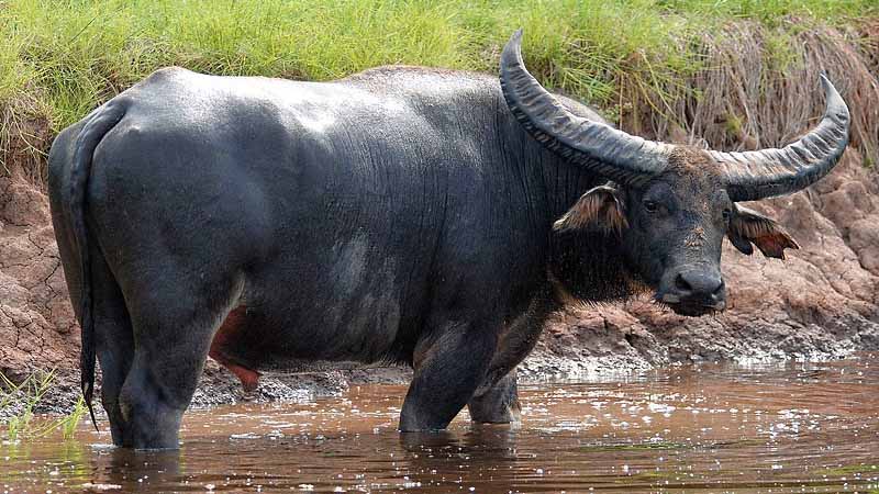 Mơ thấy trâu báo hiệu điều gì? Tốt hay xấu, nên lo không? 