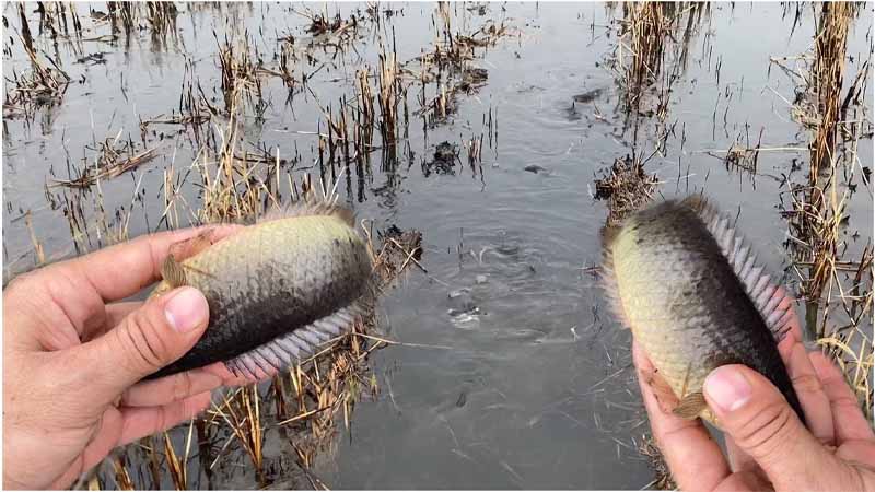 Giải mã mơ thấy bắt cá: Điềm báo may mắn hay rủi ro sắp đến?