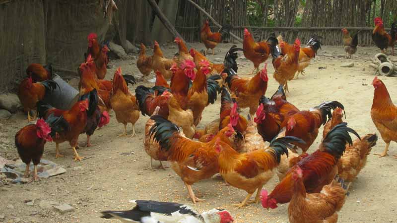 Mơ thấy gà báo hiệu điều gì? Giải mã điềm lành dữ cực chính xác