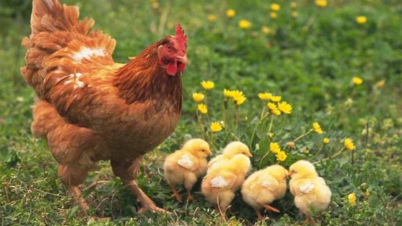 Mơ thấy gà báo hiệu điều gì? Giải mã điềm lành dữ cực chính xác