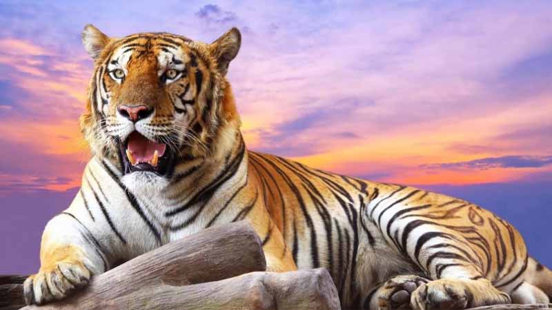 Mơ thấy hổ là điềm gì? Giải mã giấc mơ con hổ chuẩn xác nhất 