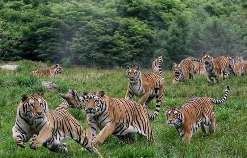 Mơ thấy hổ là điềm gì? Giải mã giấc mơ con hổ chuẩn xác nhất 