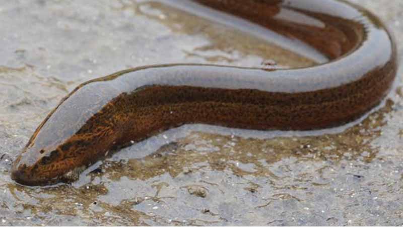 Mơ thấy lươn là điềm gì? Giải mã chi tiết tốt xấu, hên hay xui