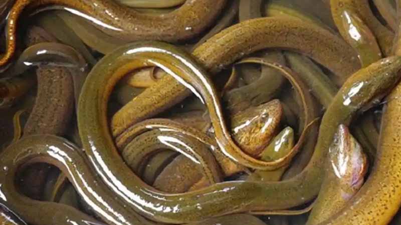 Mơ thấy lươn là điềm gì? Giải mã chi tiết tốt xấu, hên hay xui