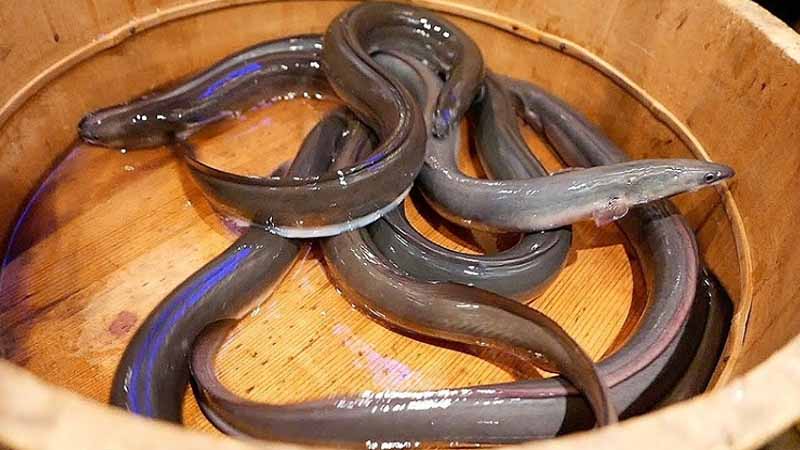 Mơ thấy lươn là điềm gì? Giải mã chi tiết tốt xấu, hên hay xui