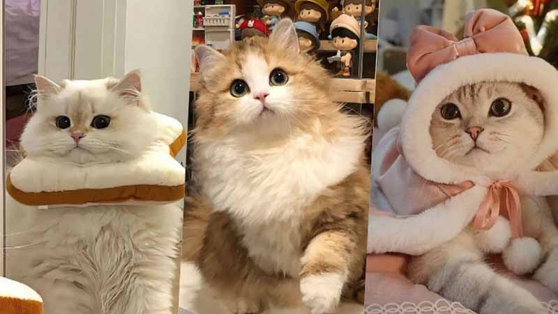 Mơ thấy mèo có ý nghĩa gì? Hé lộ điềm báo và số may mắn chuẩn 