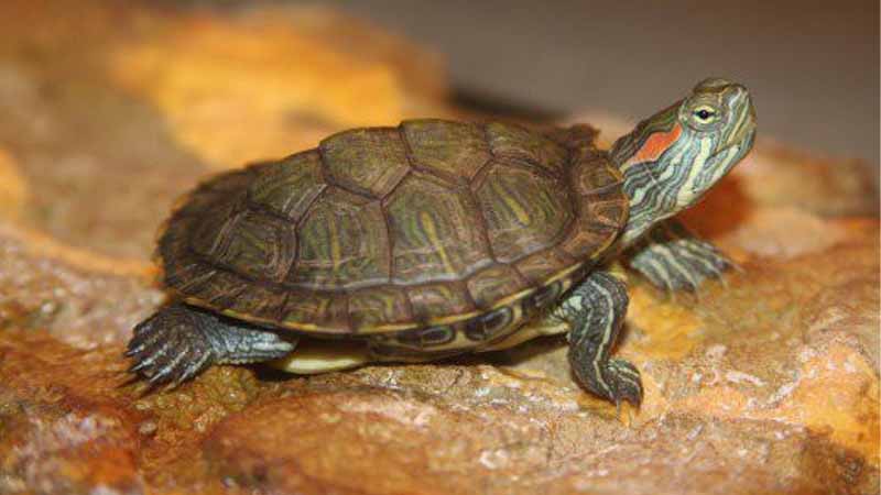 Mơ thấy rùa là điềm gì? Giải mã giấc mơ con rùa chuẩn nhất