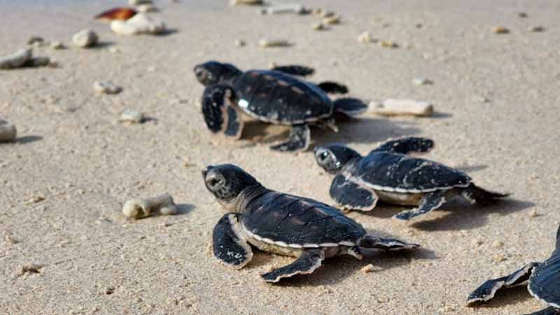 Mơ thấy rùa là điềm gì? Giải mã giấc mơ con rùa chuẩn nhất