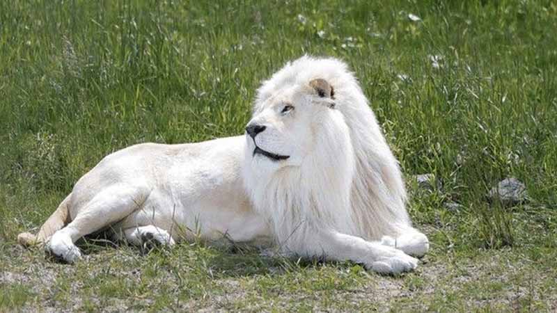 Mơ thấy sư tử có ý nghĩa gì? Cảnh báo hay cơ hội đổi đời