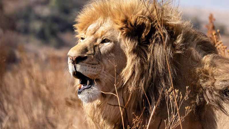Mơ thấy sư tử có ý nghĩa gì? Cảnh báo hay cơ hội đổi đời