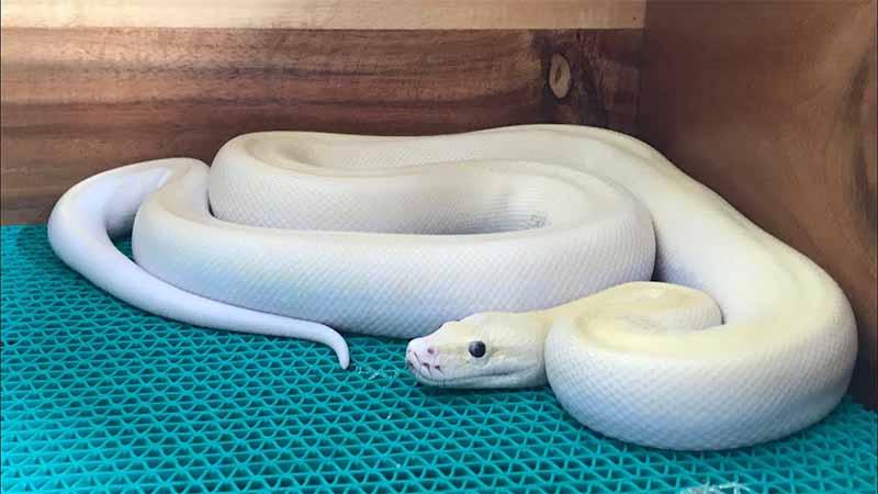 Mơ thấy trăn báo hiệu điều gì? Điềm lành hay điềm xấu sắp đến?