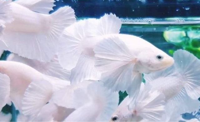 Con số may mắn nên đánh khi thấy cá trắng trong mơ? Con số may mắn nên đánh khi thấy cá trắng trong mơ?