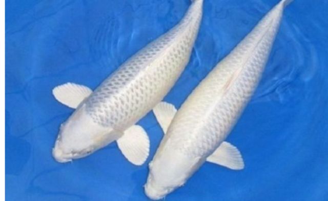 Mỗi một giấc mơ cá trắng đều ẩn chứa thông điệp riêng Mỗi một giấc mơ cá trắng đều ẩn chứa thông điệp riêng