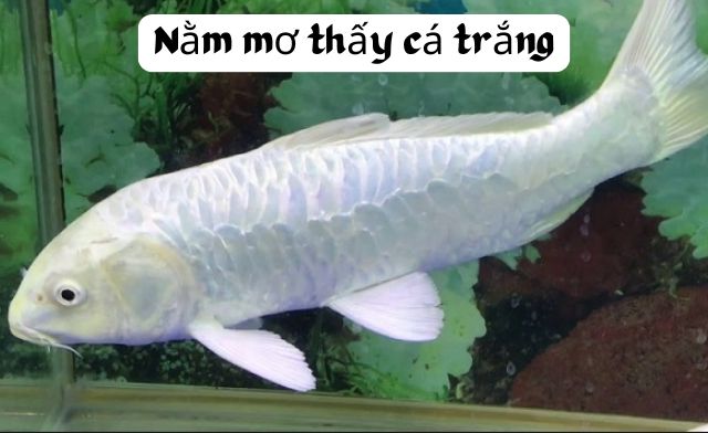 Ý nghĩa thật sự của việc nằm mơ thấy cá trắng mang điềm báo gì?