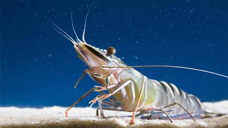 Mơ thấy Tôm là điềm gì? Giải mã chi tiết vận may – xui rủi & số may mắn