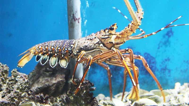 Mơ thấy Tôm là điềm gì? Giải mã chi tiết vận may – xui rủi & số may mắn 