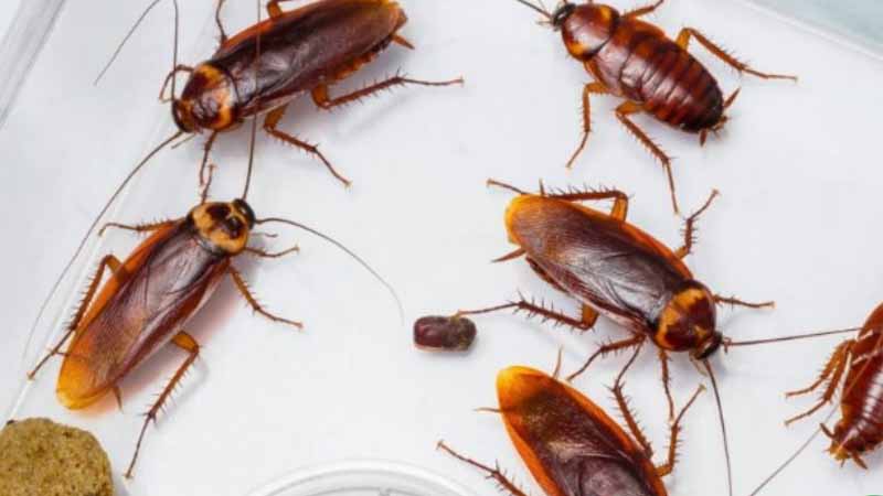 Giải mã giấc mơ thấy gián: Cảnh báo rủi ro hay cơ hội đổi đời 