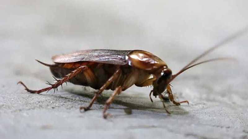 Giải mã giấc mơ thấy gián: Cảnh báo rủi ro hay cơ hội đổi đời 