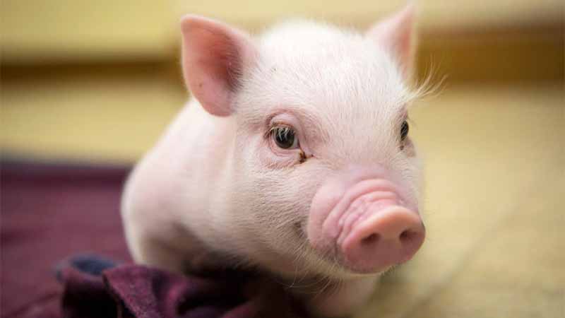 Mơ thấy heo tốt hay xấu? Luận giải giấc mơ theo từng trường hợp