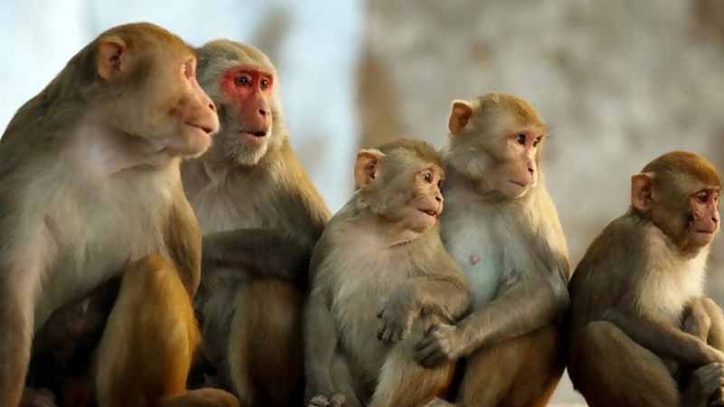 Mơ thấy khỉ báo hiệu điều gì? Giải mã điềm lành hay dữ