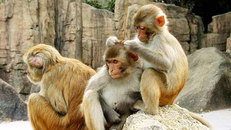 Mơ thấy khỉ báo hiệu điều gì? Giải mã điềm lành hay dữ