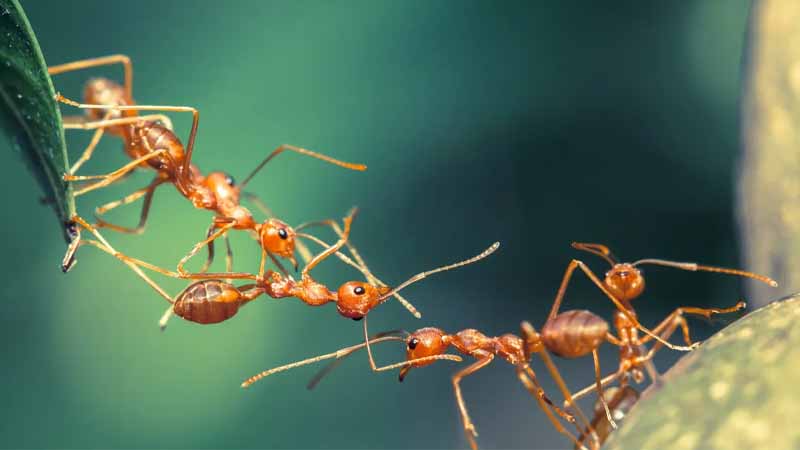 Mơ thấy kiến báo hiệu điều gì? Tốt hay xấu theo từng trường hợp