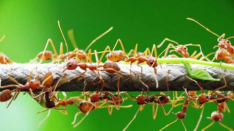 Mơ thấy kiến báo hiệu điều gì? Tốt hay xấu theo từng trường hợp