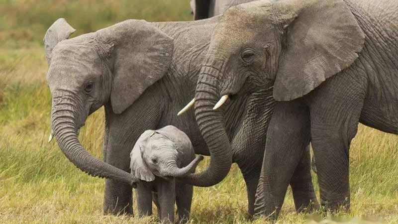 Mơ thấy voi báo hiệu điều gì? Giải mã điềm lành hay dữ 