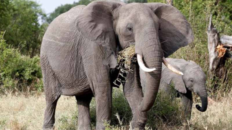 Mơ thấy voi báo hiệu điều gì? Giải mã điềm lành hay dữ 